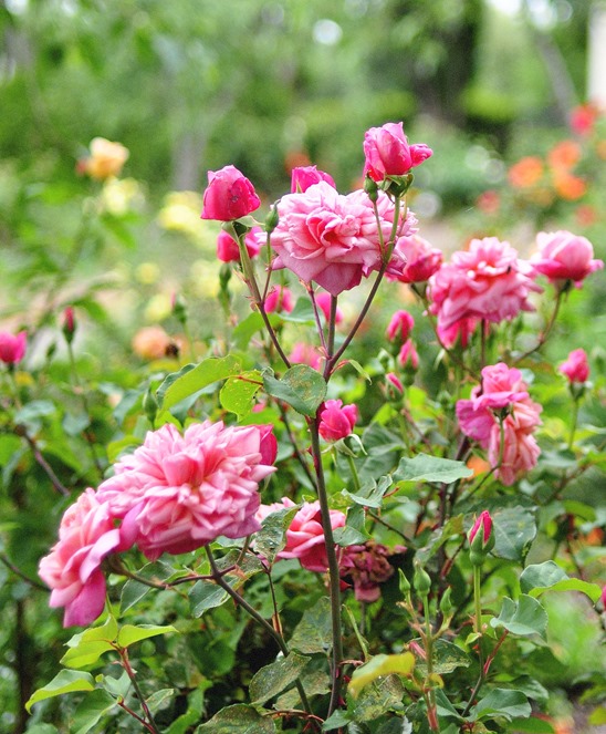 pink roses in bloom