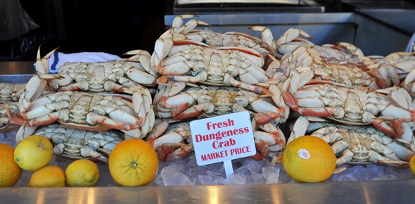 dungeness crab