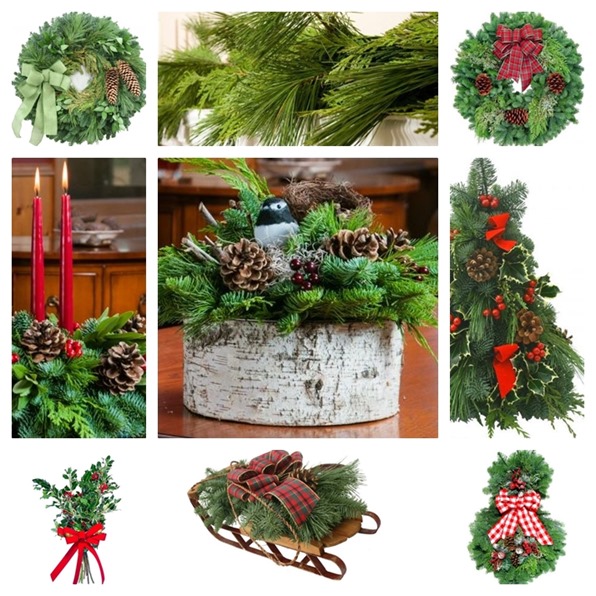 lynch creek farm evergreens