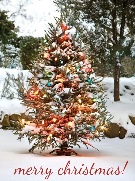 christmas tree in snow
