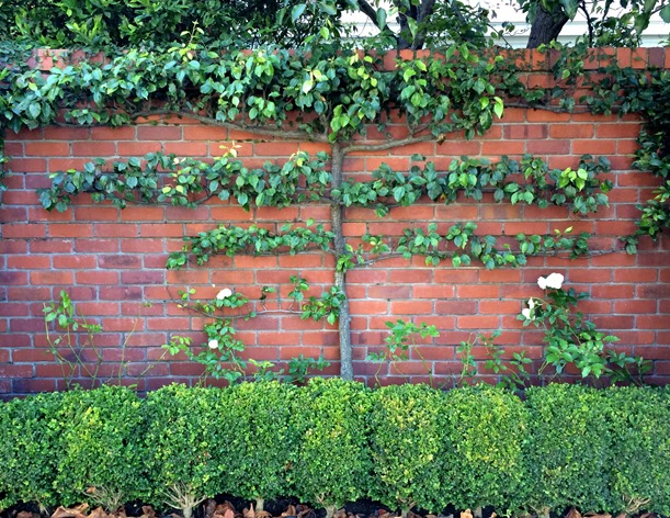 espalier tree san francisco
