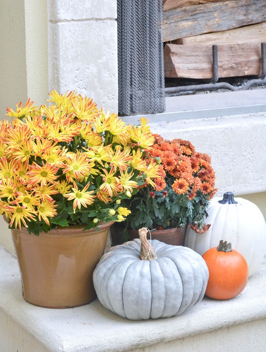 potted mums 2