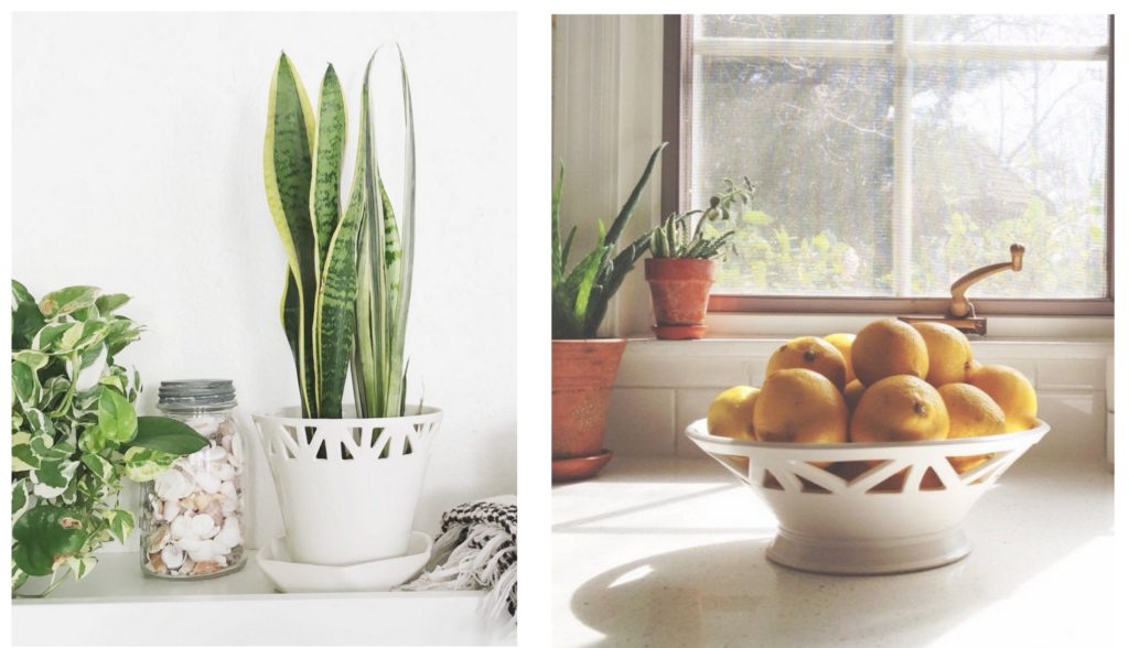 convivial productions planter