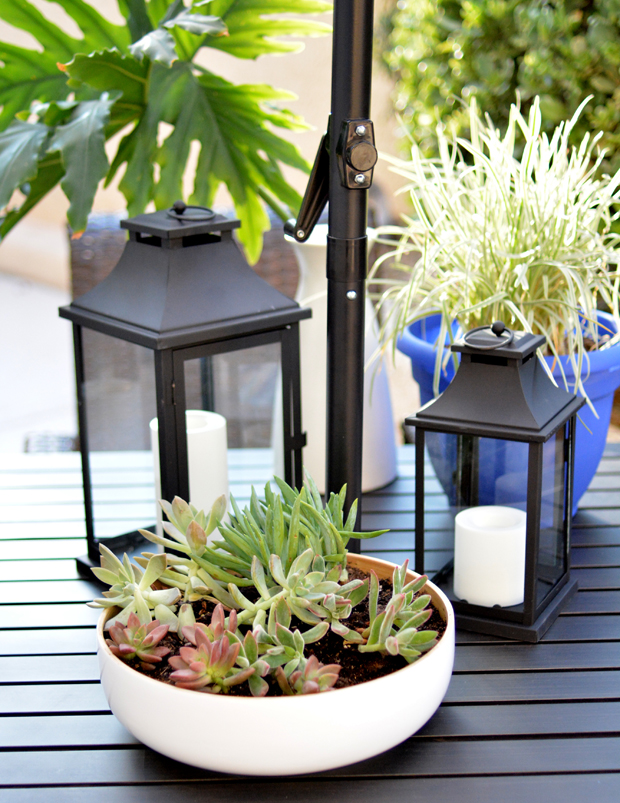 lanterns succulents
