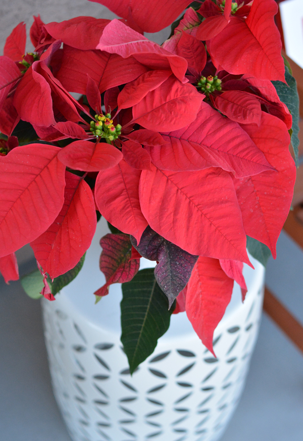 merry-poinsettia-plant